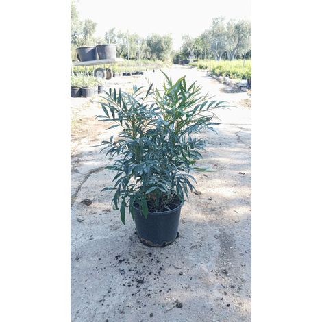 Mahonia Fortunei Pot 18 cm Arbuste Persistant à Fleurs (1/3)