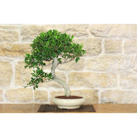 Bonsai di Ficus Retusa (130) (1/5)