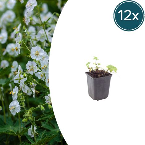 Lot de 12 Géraniums Vivaces White Ness Couvre-sol Fleurs Blanches Pot Ø9cm H10-25cm - PANGIVO (1/5)