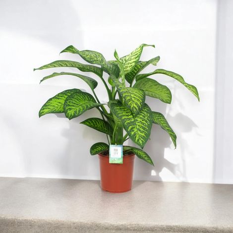 Gardenaria Dieffenbachia seguine 'Tropic jewel' - Pianta da interno ornamentale - Altezza: 90 cm (vaso 24) (1/5)