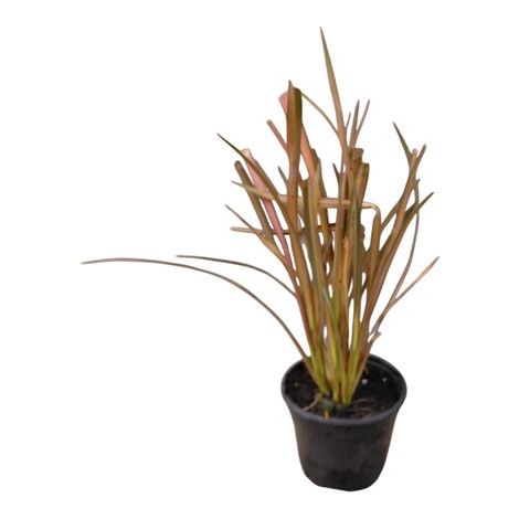Phormium 'Flamant' Lin de Nouvelle-Zélande