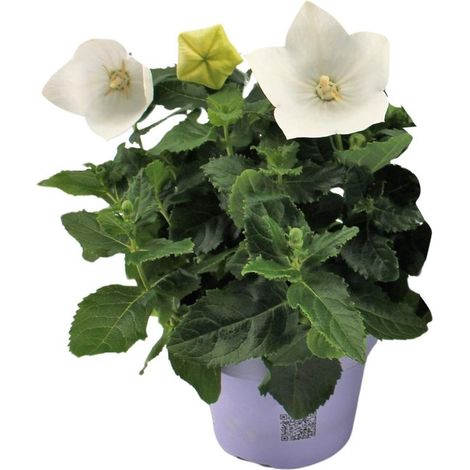 4 plants de Platycodon blanc (Platycodon officinal), diamètre 12 à 22 cm. (1/4)