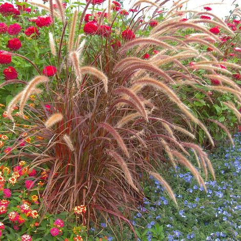 Herbe aux écouvillons soyeux Fireworks' - Pennisetum setaceum Fireworks' pot 3L