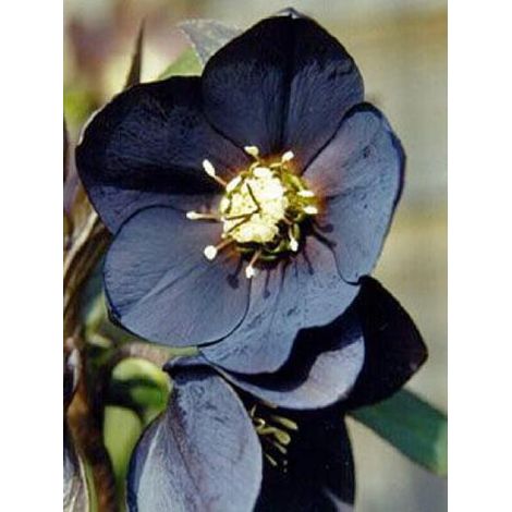 Hellébore orientale 'Black' Pot de 1,5L/2L