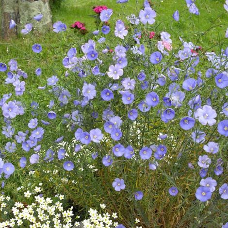4 x Lin vivace  - Linum perenne 'Saphir'  - godet 9x9 cm (1/5)