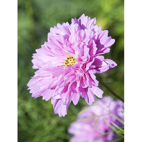 Cosmos 'Double Click Rose Bonbon' le sachet de 50 graines (1/2)