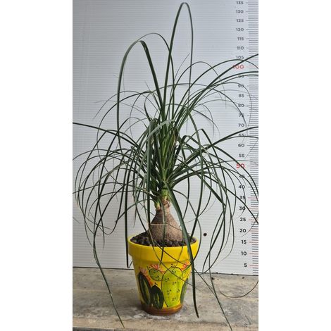 PIANTA MANGIAFUMO -Beaucarnea