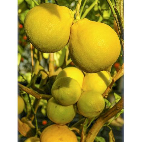 Bergamote Pot de 4L/5L, 1/4 de tige (1/2)