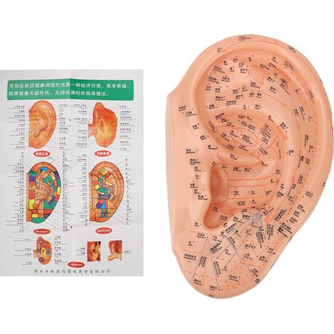 Modèle professionnel d'acupuncture auriculaire PVC 40 cm, zones claires et précises, pour massage des points d'oreille (1/5)