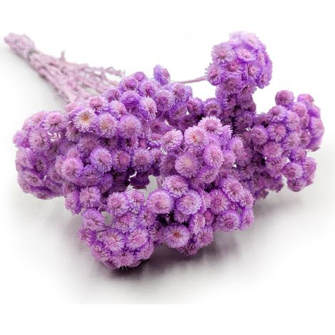 Helichrysum italiano seco - (Helichrysum italicum) - Lila (1/4)