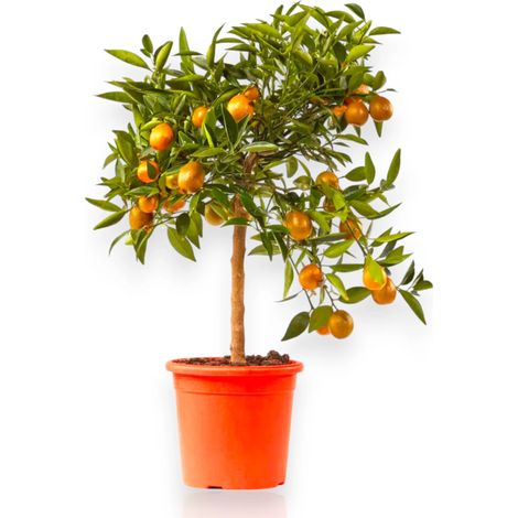 Gardenaria Kucle - Citrus japonica × Fortunella - Pianta di agrume da frutto in vaso - Altezza: 70/80 cm (vaso 22) (1/5)