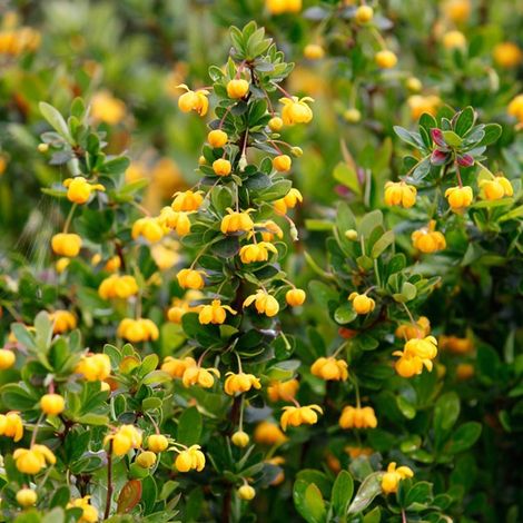 Épine-vinette - Berberis buxifolia 'Nana' - 20-25 cm pot (1/4)