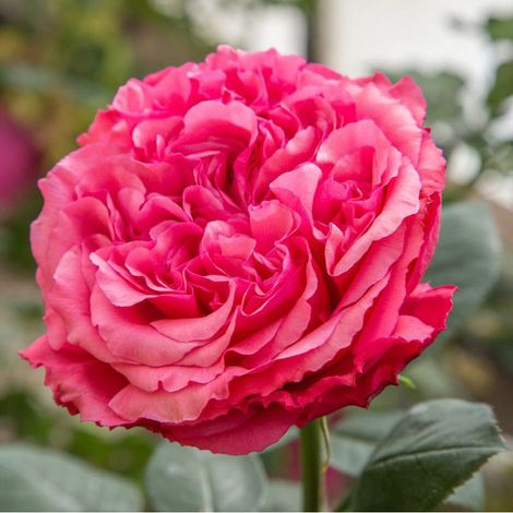 ROSA AUDREY FLEUROT ROMANTICA