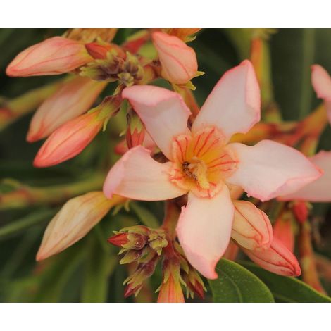 Oleandro a cespuglio "Nerium Oleander" pianta in mastello ø40 cm h. 150/200 cm - Rosa salmone