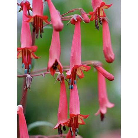 Fuschia du Cap 'African Queen' Godet de 8/9 cm (1/3)