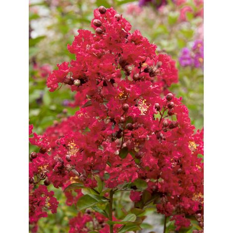 Lilas des Indes 'Terrasse Rouge' Pot de 3L/4L