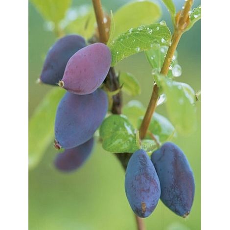 Chèvrefeuille à baies de mai 'Martin' Pot de 1,5L/2L, Buisson