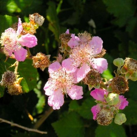 Ronce commune sans épine (Rubus fruticosus inermis)
