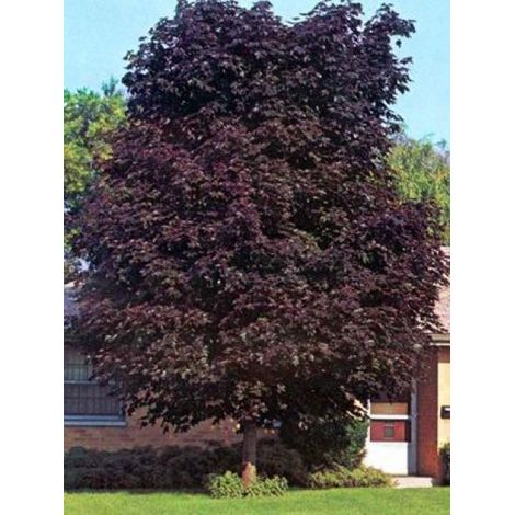Érable plane colonnaire 'Crimson King' Pot de 20L/25L
