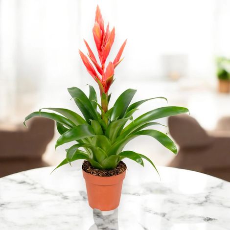 Gardenaria Tillandsia 'Ziva' - Pianta da interno ornamentale - Altezza: 45 cm (vaso 12) (1/5)