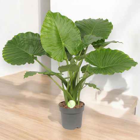 Gardenaria Alocasia gageana - Pianta da interno ornamentale - Altezza: 85 cm (vaso 21) (1/5)
