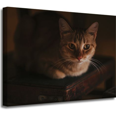 Impression sur toile Animaux Chat domestique 40x30 cm
