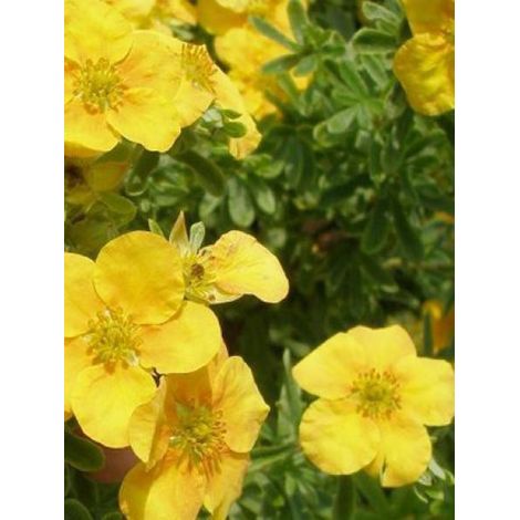 Potentille arbustive 'Mango Tango' Pot de 2L/3L (1/2)