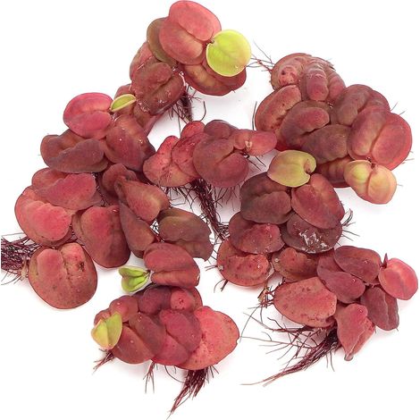 Red Root Floater Portion Live Aquarium Floating Plants Tropical Fish Tank Decor (1/5)