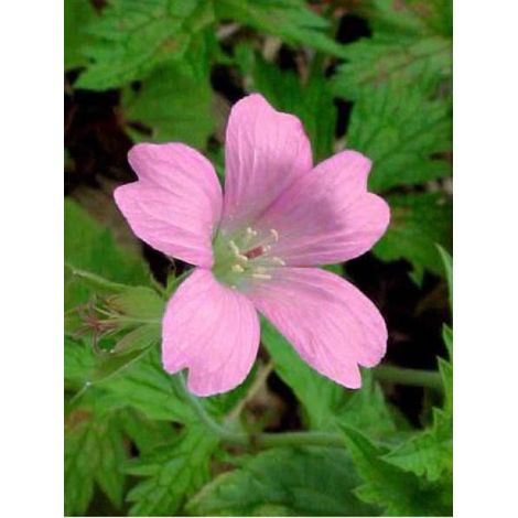 Géranium vivace d'Endress 'Wargrave Pink' Godet de 8/9 cm