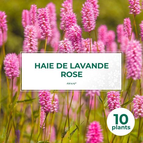 10 Lavande Rose (Lanvandula 'Rosea') - Haie de Lavande Rose (1/2)