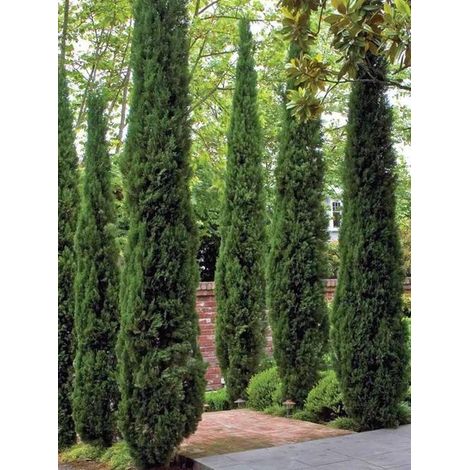 Cyprès d'Italie, de Provence 'Totem' Pot de 2L/3L
