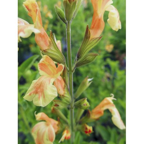 Sauge arbustive 'Belle De Loire' Pot de 2L/3L