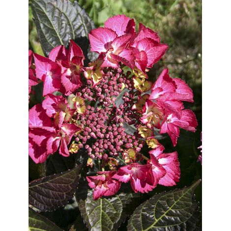 Hortensia 'Black Diamonds Dark Angel' Pot de 4L/5L