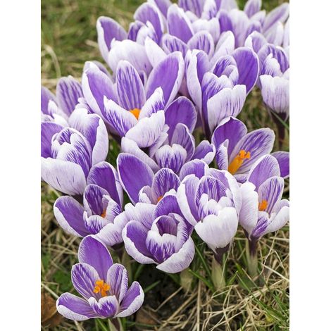 Crocus  'Pickwick' Bulbe calibre 8+ (par 25) (1/2)