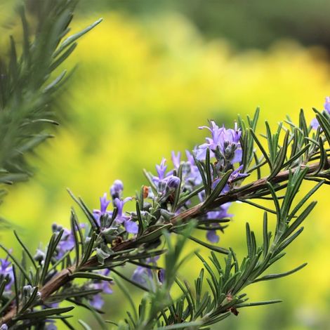 Romarin 'Pointe du Raz' (Rosmarinus officinalis 'Pointe du Raz')