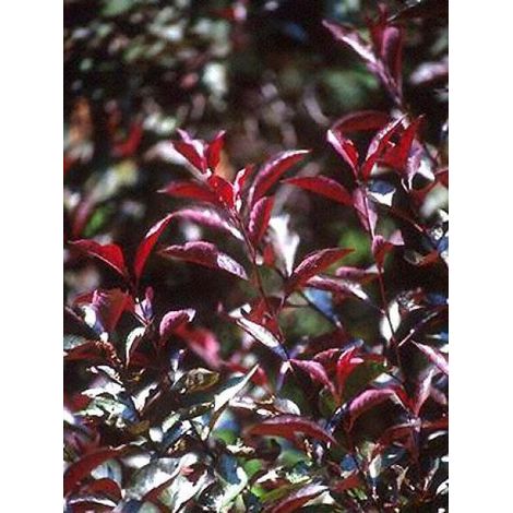 Prunier des sables Pot de 4L/5L, Tige, Tige de 80 cm (1/2)