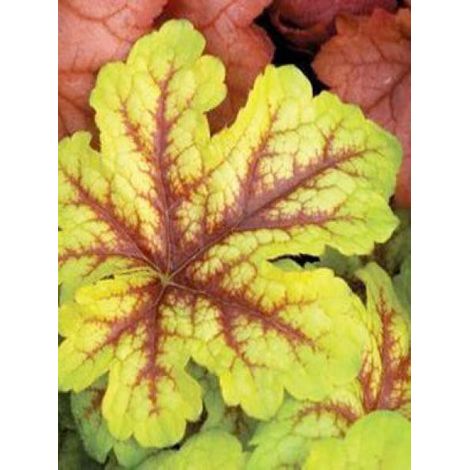 Heucherella 'Alabama Sunrise'® Godet de 8/9 cm (1/3)