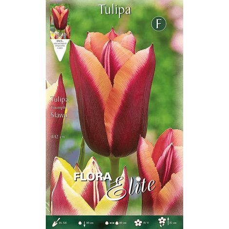 TULIPANO TRIUMPH SLAWA (CONFEZIONE DA 7 BULBI)