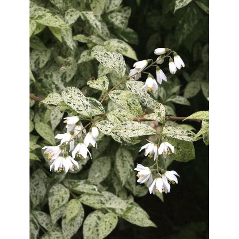 Deutzia 'Punctata' Pot de 2L/3L