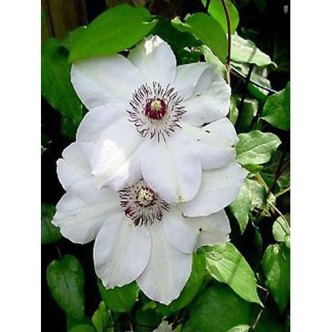 Clématite 'Miss Bateman' Godet de 8/9 cm