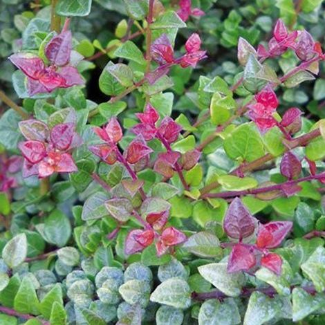 Chèvrefeuille à feuilles de buis 'Red Tips' - 20-25 cm pot