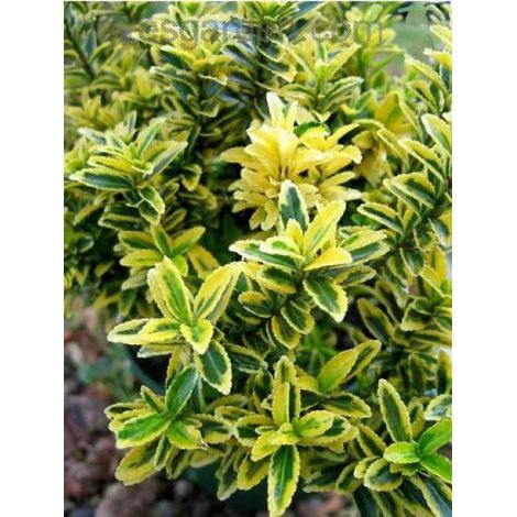 Fusain du Japon 'Microphyllus Aureovariegatus' Pot de 2L/3L