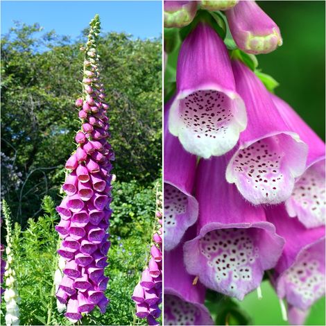 Semillas de Digitalis Purpurea. Dedalera. 10 Gramos