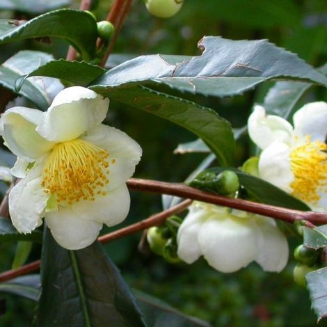 Théier Camellia Sinensis photos réelles