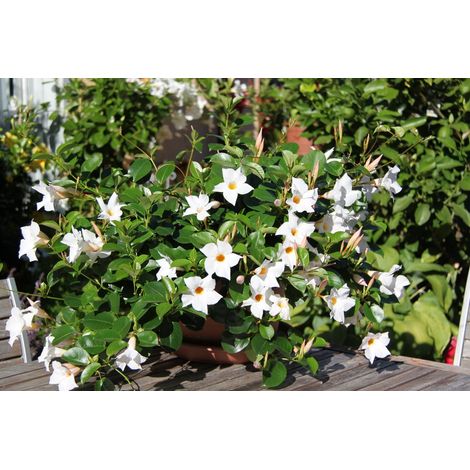 1 PIANTA DI DIPLADENIA BIANCA VASO 14CM SEMPREVERDI E RAMPICANTI MANDEVILLA (1/3)