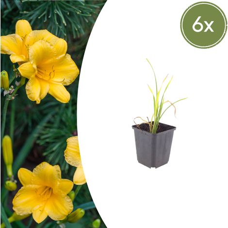 Lot de 6 Hemerocallis 'Stella de Oro' Lis d'un Jour Jaune Doré Vivace Rustique 10-25 cm Ø9 cm - PANGIVO (1/5)