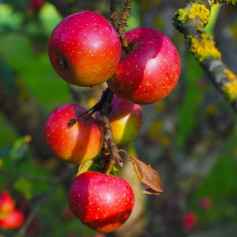 Pépinières Naudet – Pommier 'Belle de Boskoop' – Arbre fruitier rustique résistant au gel jusqu'à -15°C – Floraison blanche au printemps – Hauteur à maturité 3-4m (1/3)