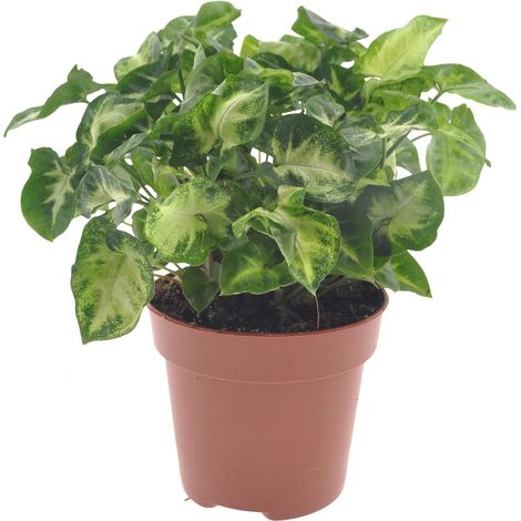 Syngonium Pixie - Liane Flèche Plante Verte d'Intérieur - Ø12 cm - Hauteur 20 cm - PANGIVO (1/4)