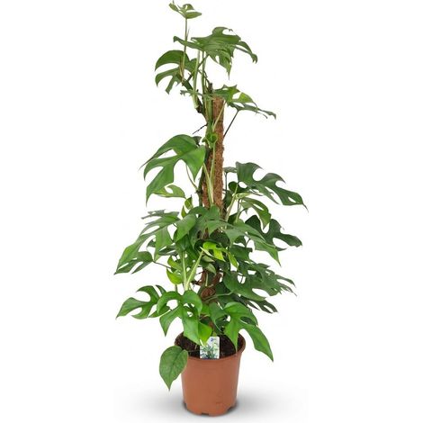 Mini Monstera Minima sur Tuteur - Plante d'Intérieur Verte - Pot 19 cm - Hauteur 90 cm - PANGIVO (1/5)
