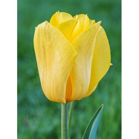 Tulipe Darwin 'Golden Apeldoorn' Bulbe calibre 12+ (par 10) (1/2)